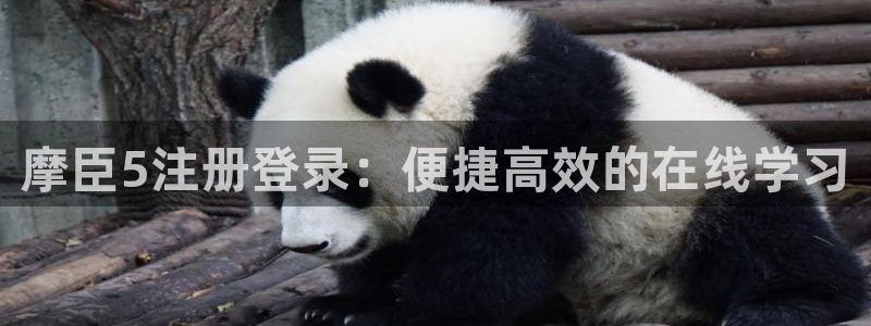 壹号app下载官网娱乐：摩臣5注册登录：便捷高效的在线学习